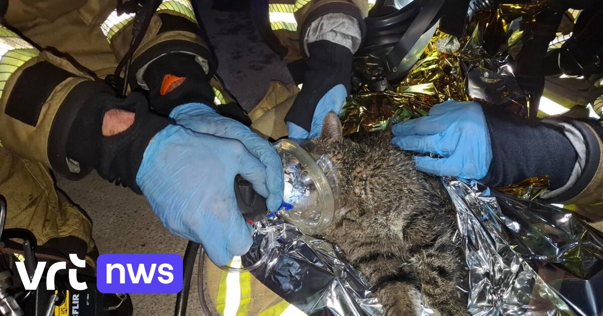 Brandweer reanimeert kat bij brand in Mechelen: 