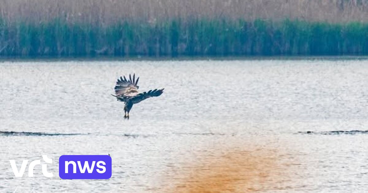 Rare sea eagle spotted at Het Vinne lake in Zoutleeuw