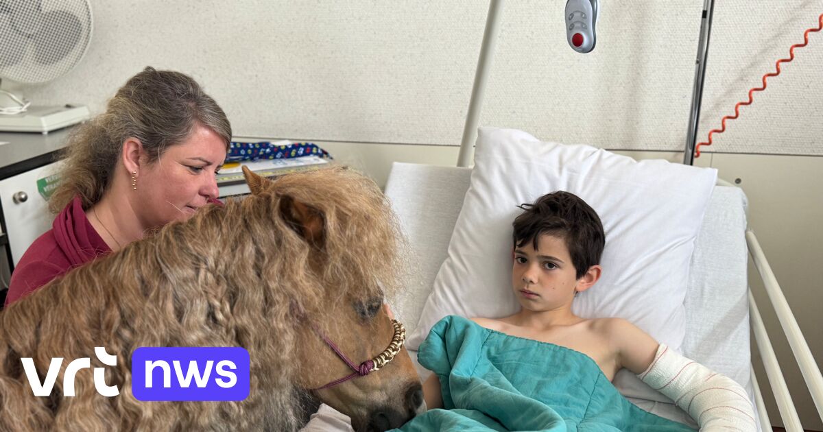 Een hond of paard gebruiken in de zorg: het werkt en Thomas More Lier leert hoe je het aanpakt