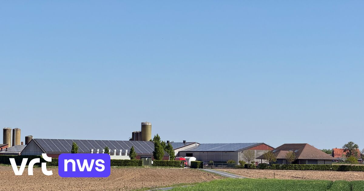 Varkens komen in mestput terecht in Langemark: 20 dieren gered, 4 overleden