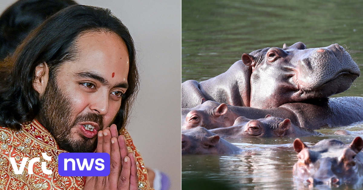 Zoon van miljardair in India wil nijlpaarden van Pablo Escobar opvangen