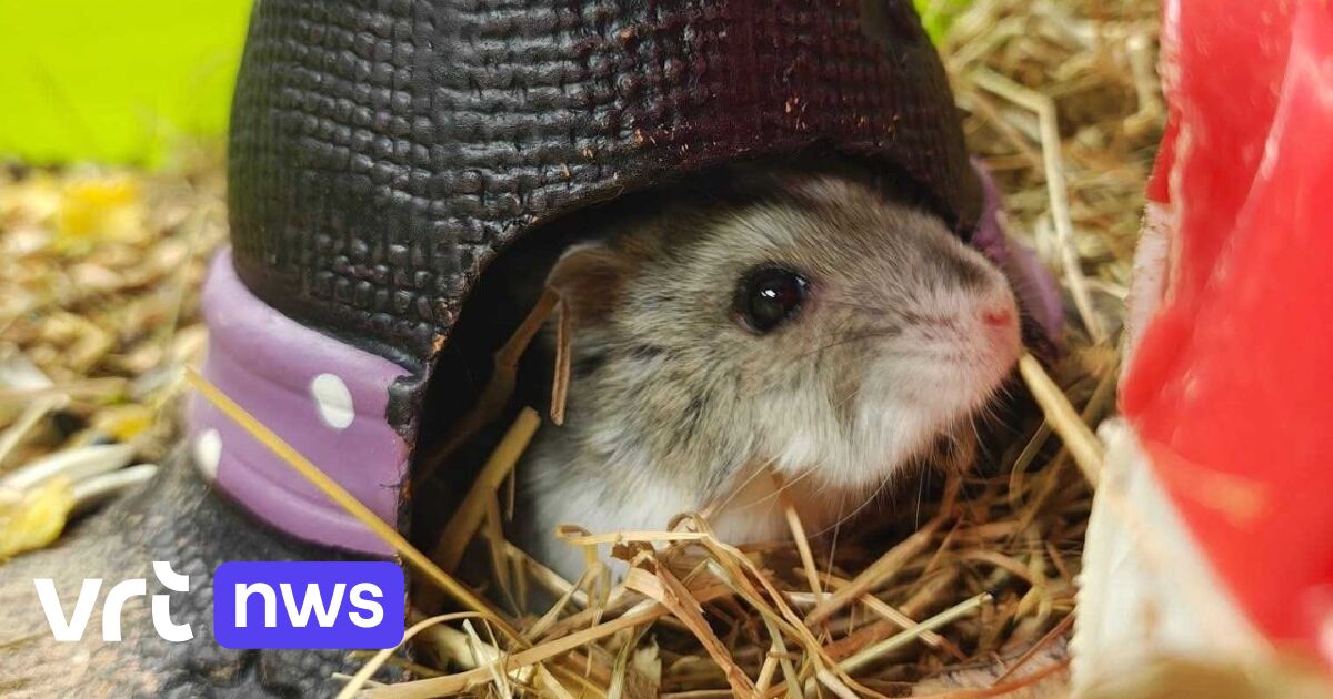 Stagiair Kringwinkel Diest adopteert gedumpte hamster: 