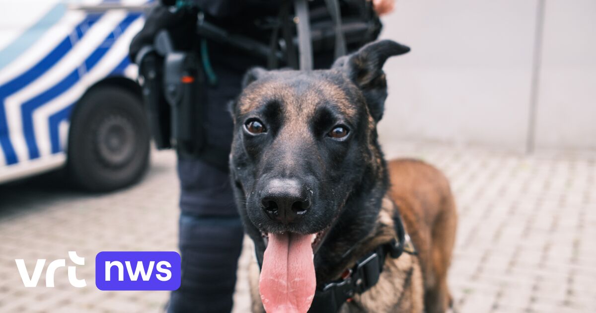 Found in a neglected state two years ago, Bob is now a drug dog with ...