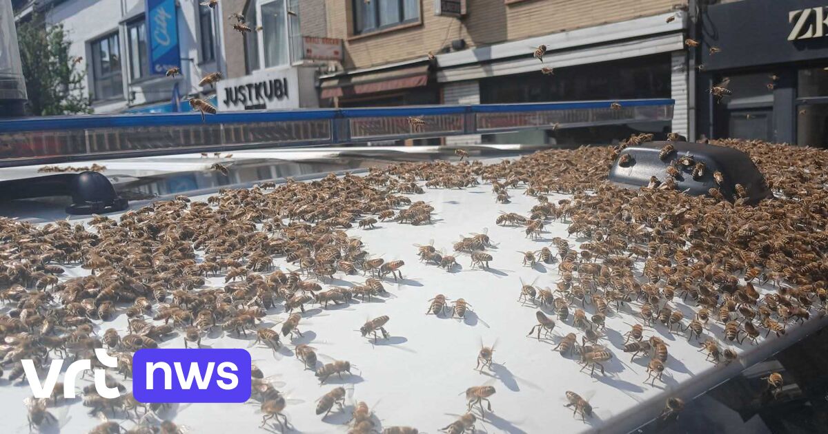 Thousands of bees surprise residents and police in Ghent's Rabotwijk