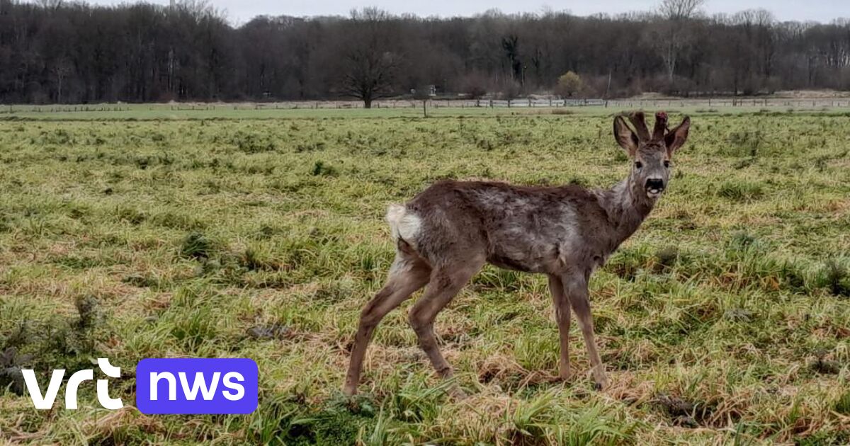 Twee reeën in enkele dagen doodgereden in Kortemark: 