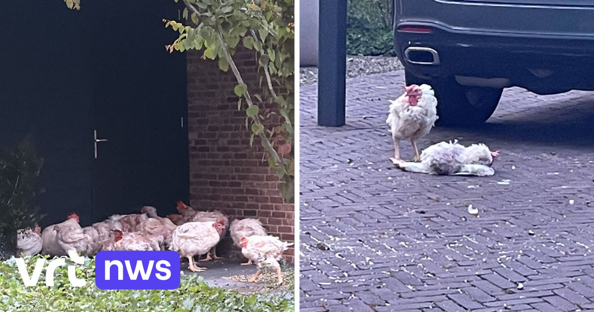 59 verwaarloosde kippen aangetroffen 