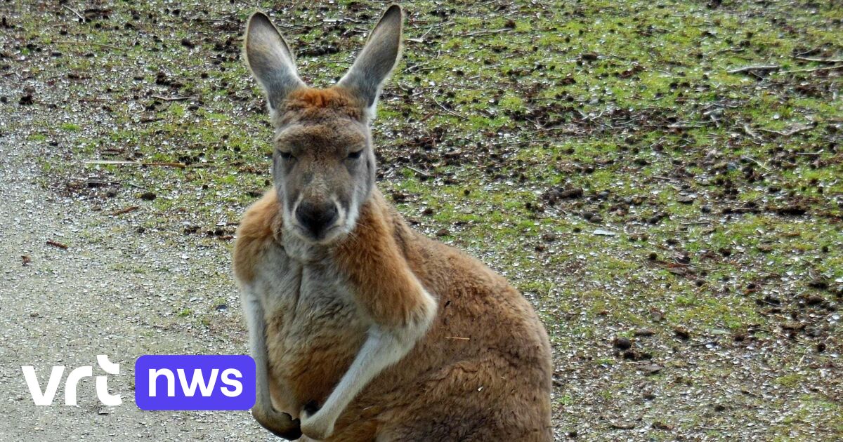 Wallaby legt treinverkeer tussen Eine en Oudenaarde een uur stil: 