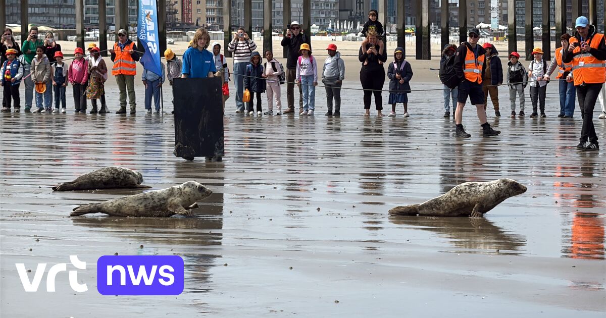 Five seal pups released on Blankenberge beach: "Emotional moment, but result of months of care"