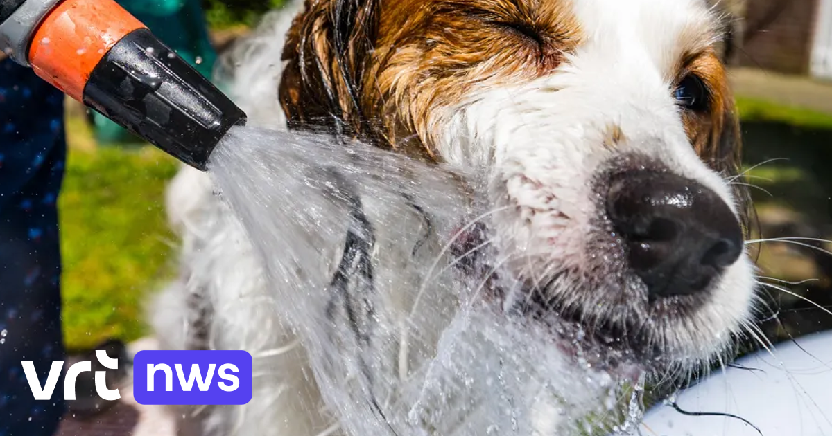 Dierenevenement Beestig Eeklo neemt zondag hittemaatregelen voor bezoekers én dieren