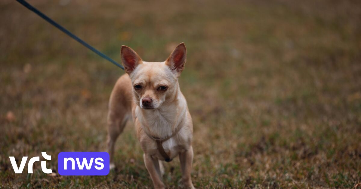 Nadat hondenkweker in Dessel erkenning verliest: wat gebeurt er met de honden?