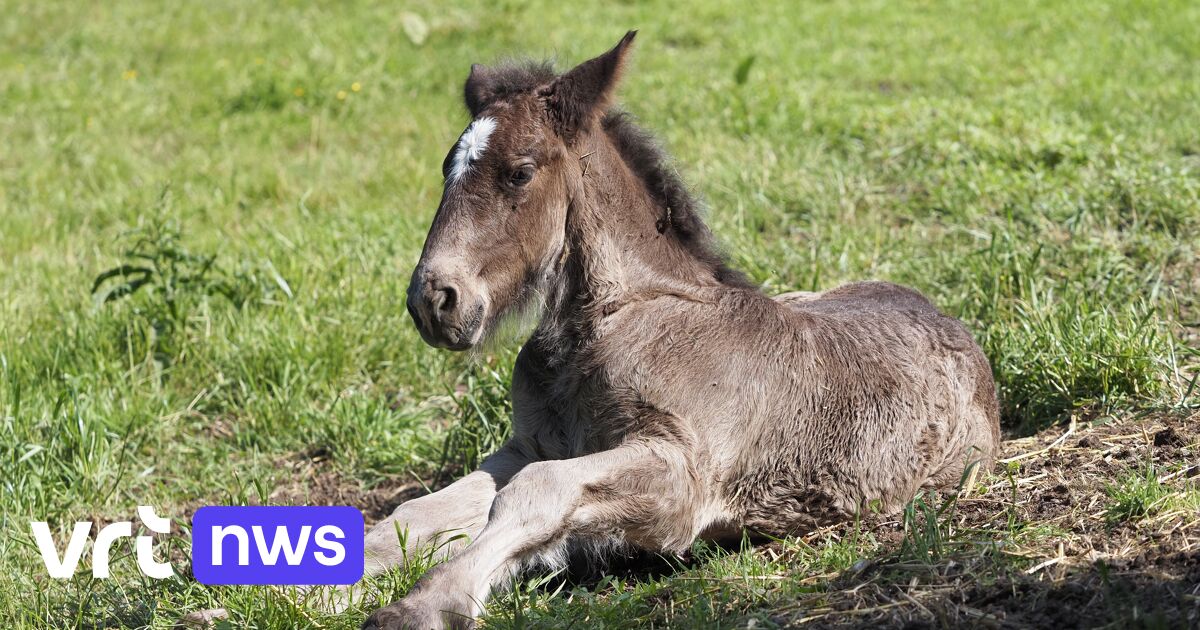 Trekpaardveulen Kastaar wordt verwelkomd met babyborrel in provinciedomein van Huizingen