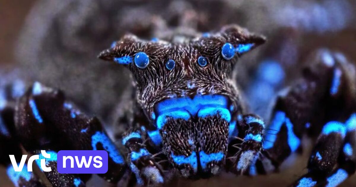 Scientists discover dozens of new animal species in Angola