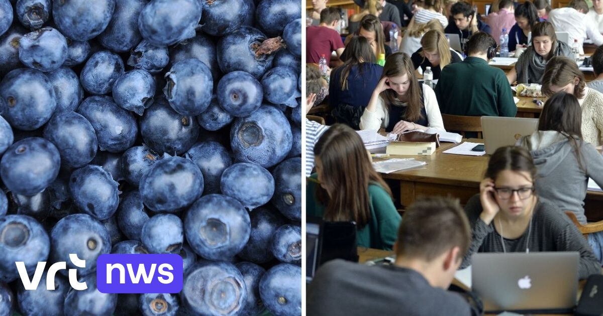 Want good exam results? Eat salmon and blueberries, says Alb