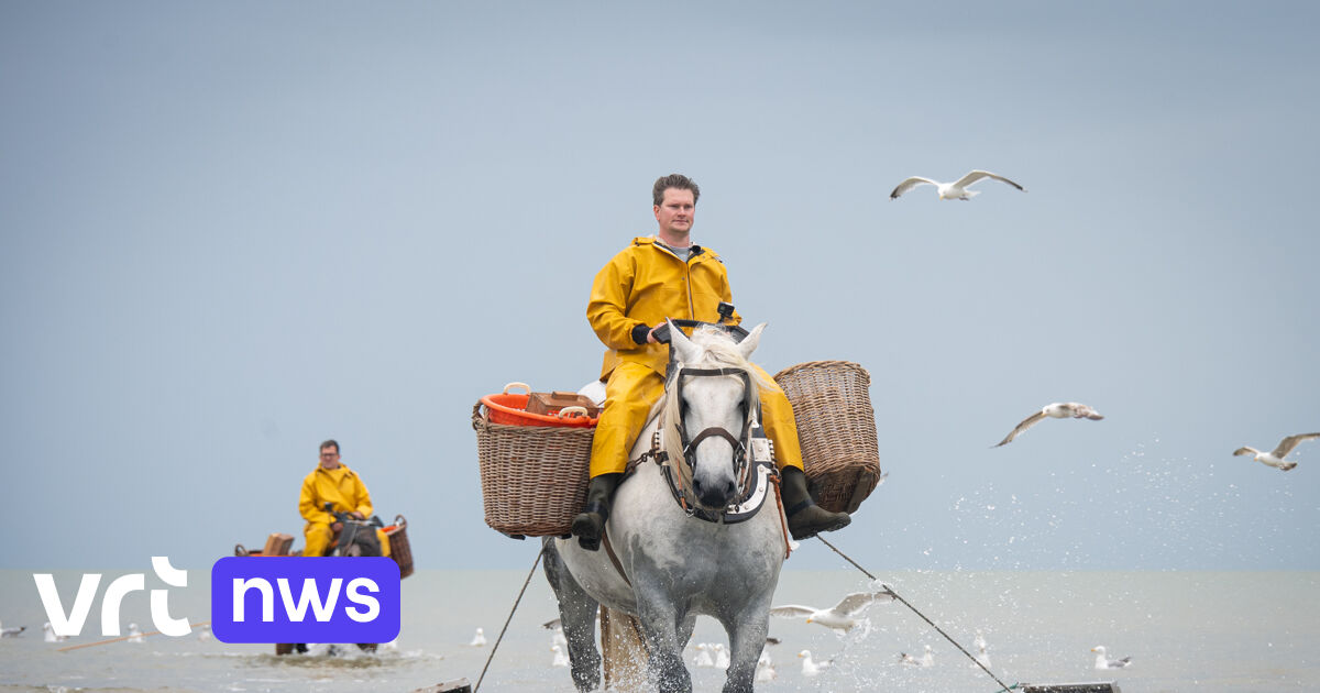 Two new horse-mounted shrimp fishers at Oostduinkerke: how d