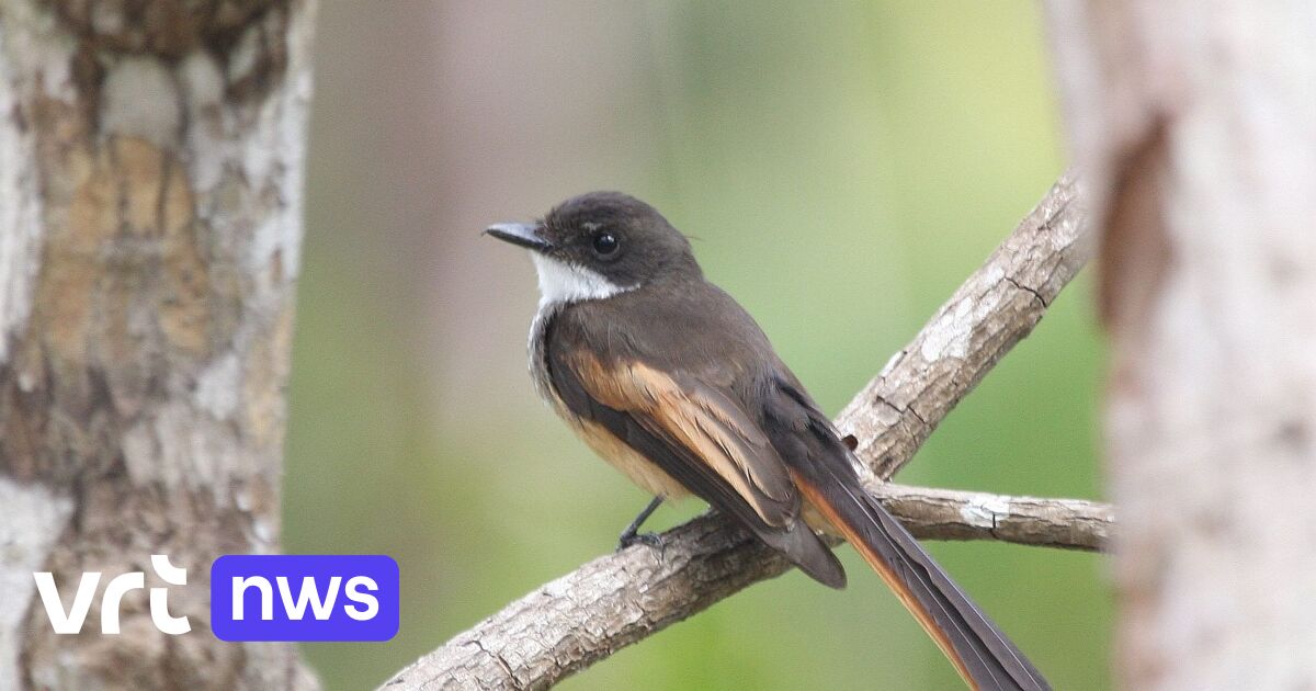 Philippe Verbelen vindt nieuwe vogel op eiland Rote