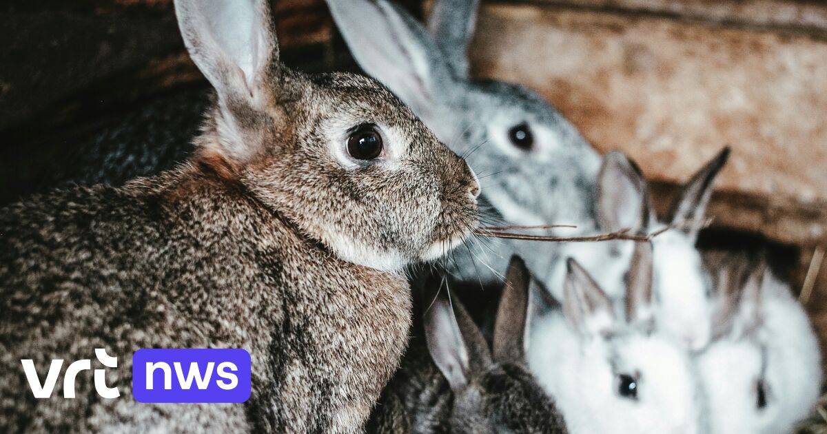 Australië lijkt strijd tegen 250 miljoen konijnen te verliezen: 