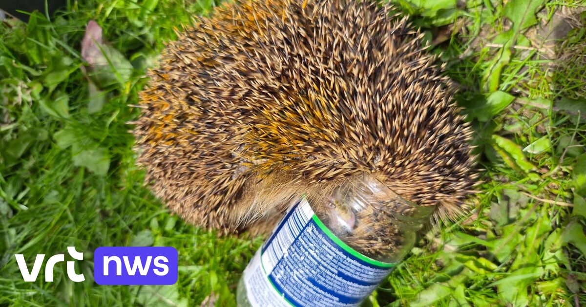 Egel moet uit glazen bokaal bevrijd worden in Overijse: 
