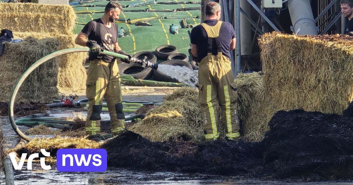Grote brand in stal in Temse