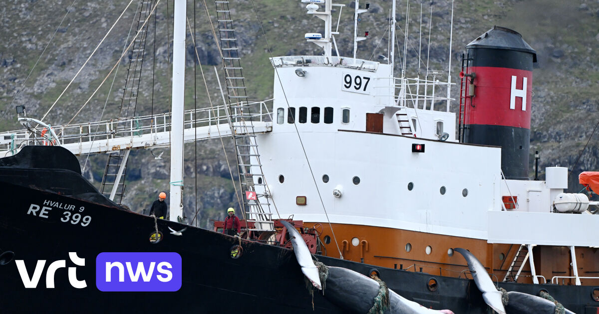 Walvisvaarder in IJsland vaart na 2 jaar opnieuw uit voor commerciële walvisjacht
