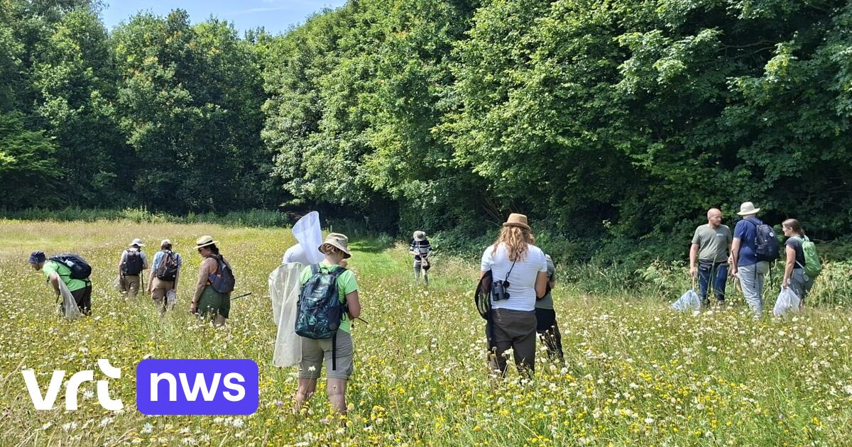 Soortentelweekend in Westhoek blijkt succes: "Bijna dubbel zo veel soorten planten en dieren geteld als verwacht"