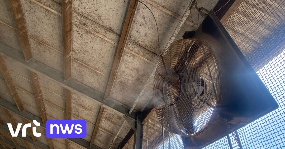 Limburgse landbouwers beschermen hun dieren tegen hitte: airco, water vernevelen en bomen planten