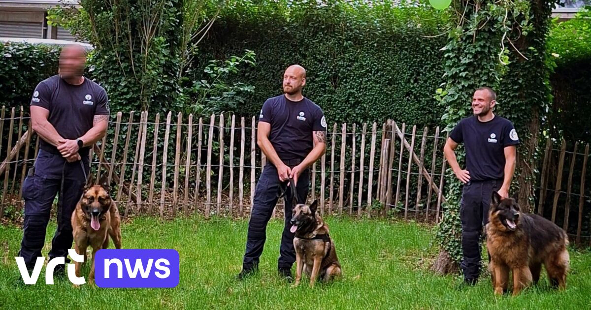 Vier Gentse politiehonden gaan samen met pensioen: "De trouwste collega's"