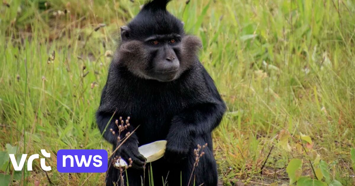 Aap ontsnapt zaterdag uit Beekse Bergen en zwerft nog steeds rond in omliggende dorpen
