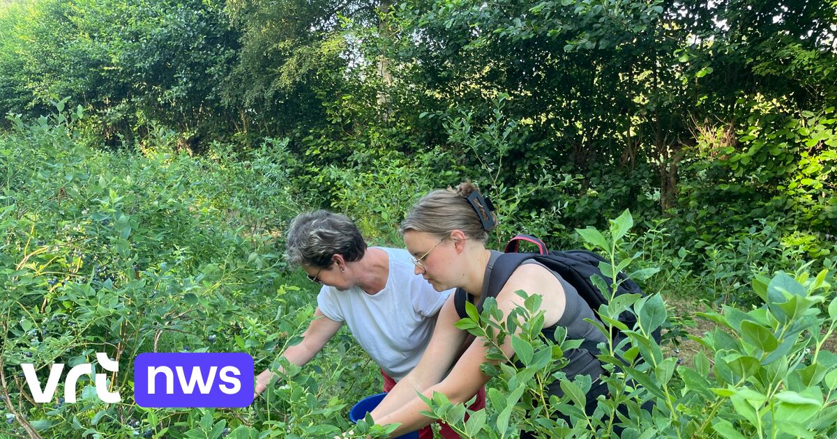 Blauwbessenbedrijf Blueberry Fields opent zelfpluk al om 7 uur om hitte te vermijden: "De bessen zijn dit jaar ook beter in smaak"