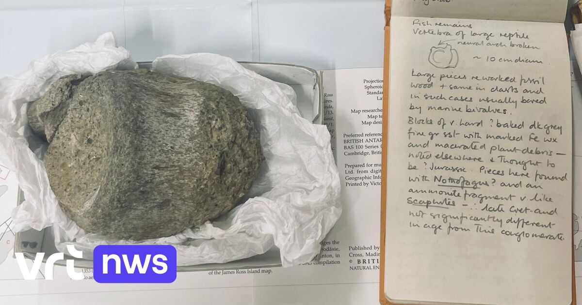 Fossil that lay for 40 years in drawer in the UK turns out to be the first dinosaur fossil ever found in Antarctica