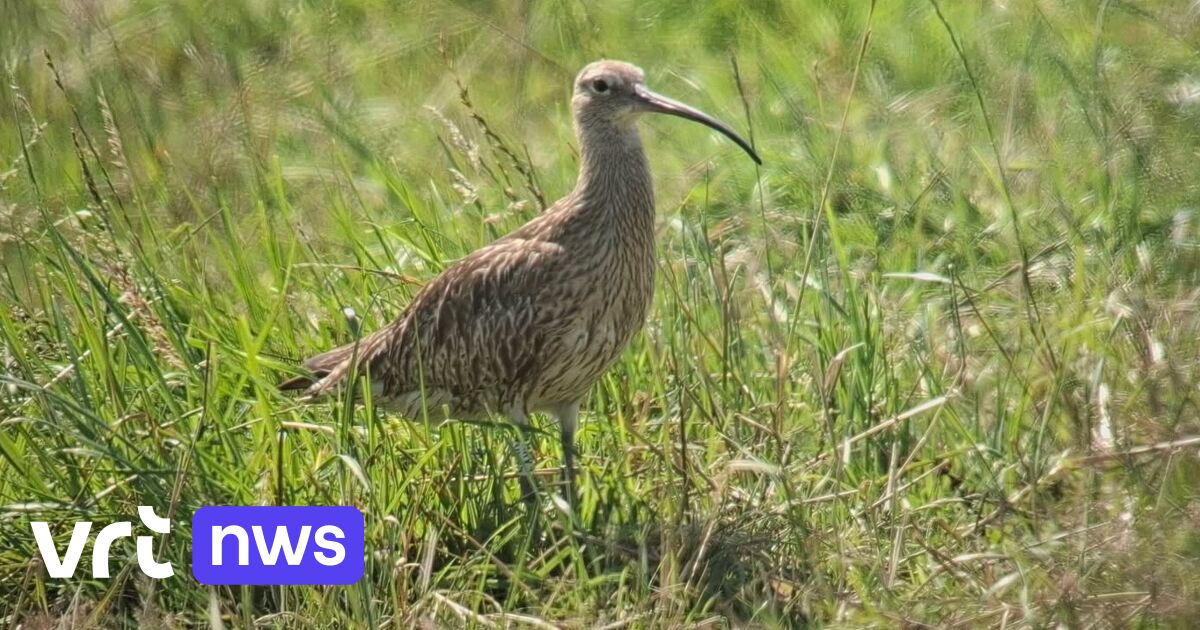 From rescued egg to proud parent: curlew raised in nature rescue center now has 2 chicks