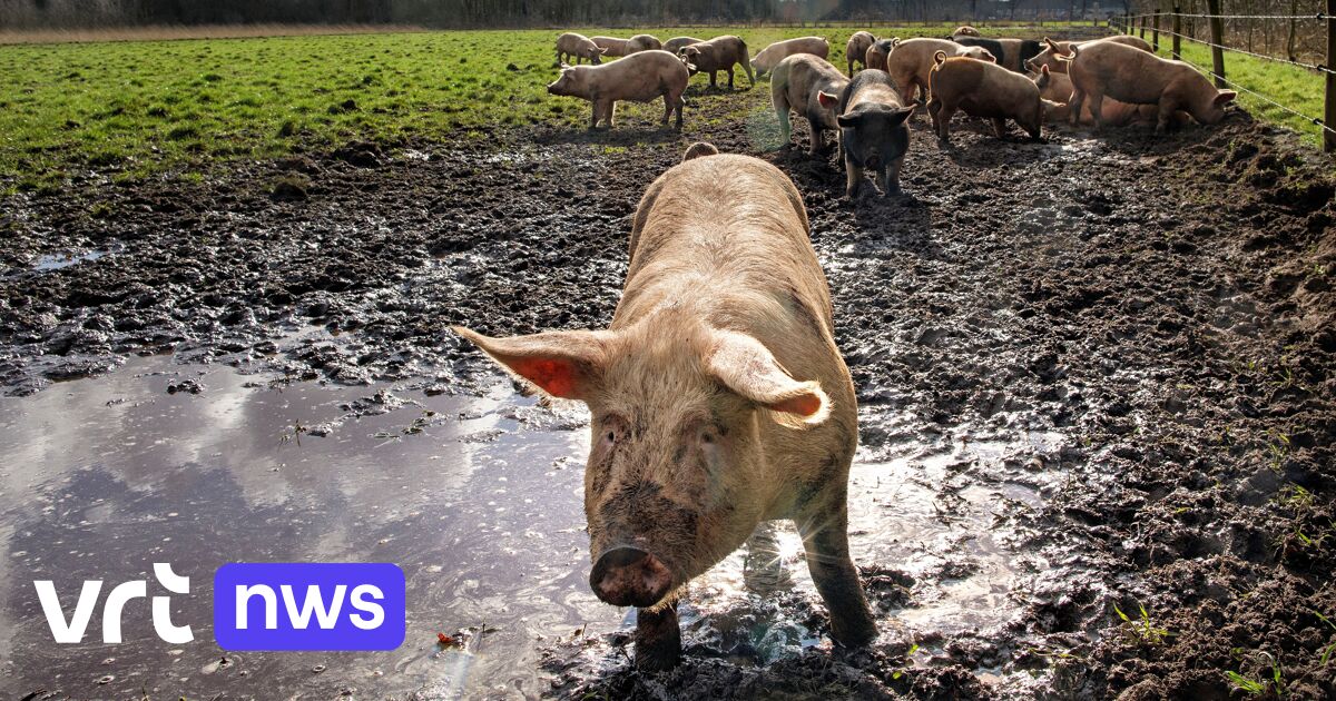 Ophalingsbedrijf Rendac Denderleeuw krijgt dubbel zo veel meldingen van oversterfte bij landbouwdier