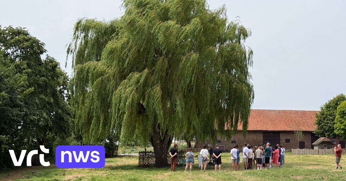 Festival Dranouter eert overleden bezoekers, medewerkers en artiesten met een Gedenkboom: 