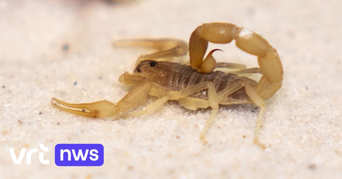 Lieze accidentally brings one of the world’s most venomous scorpions back home from Egypt