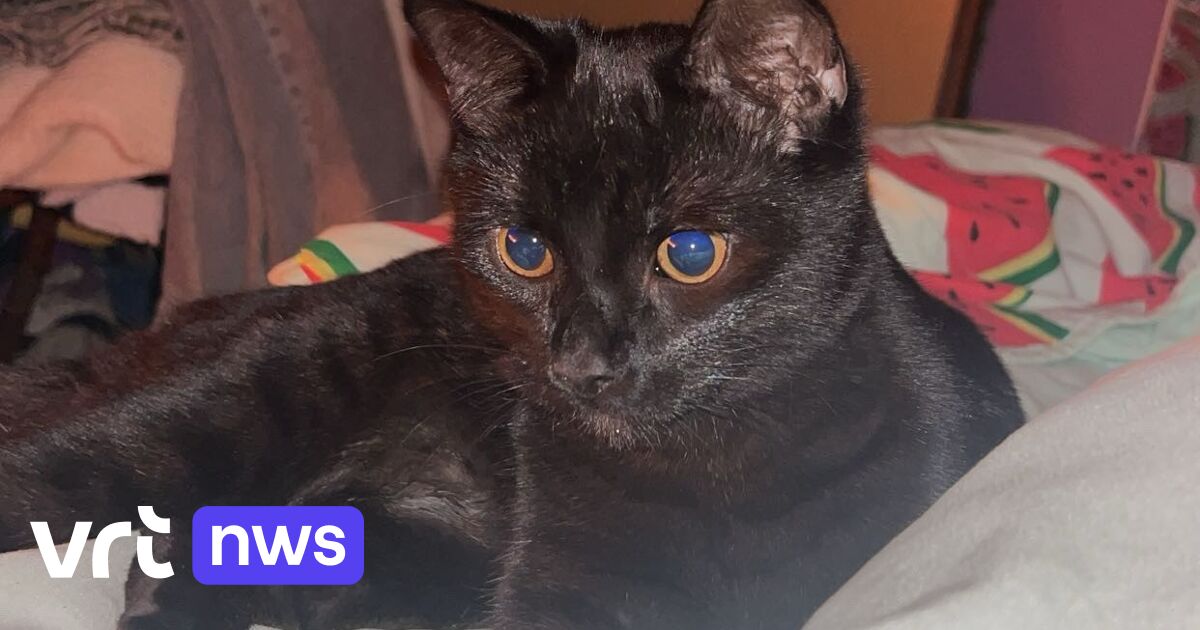 Kat gemarteld en gedood in Essen, Gaia dient klacht in: 