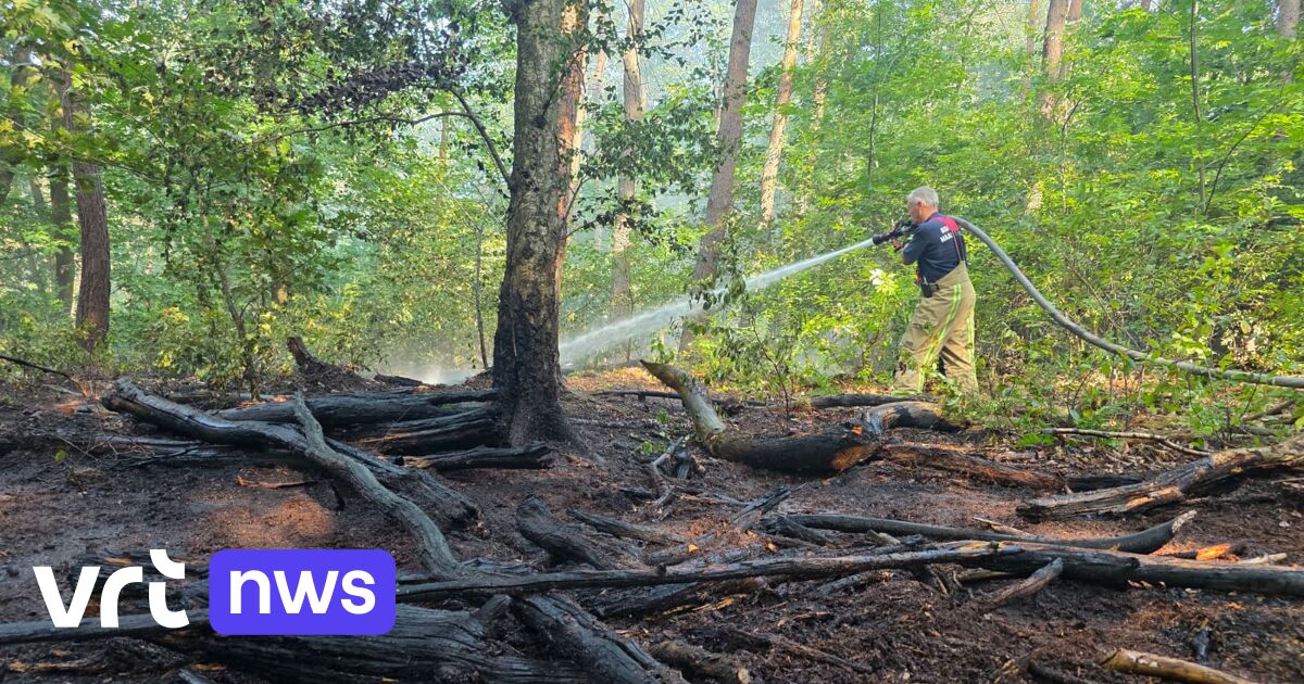 Waldbrand in der Mechelse Heide in der Provinz Limburg – Lange Löscharbeiten nötig