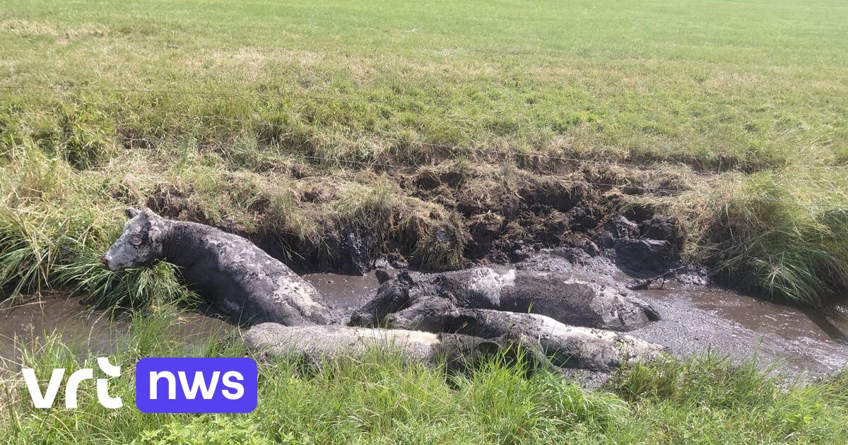 Vier koeien gered uit modderige beek in Reninge: 