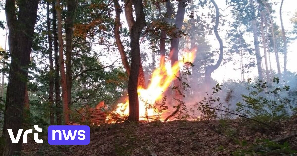 Suspects sought in arson fires in Hoge Kempen National Park