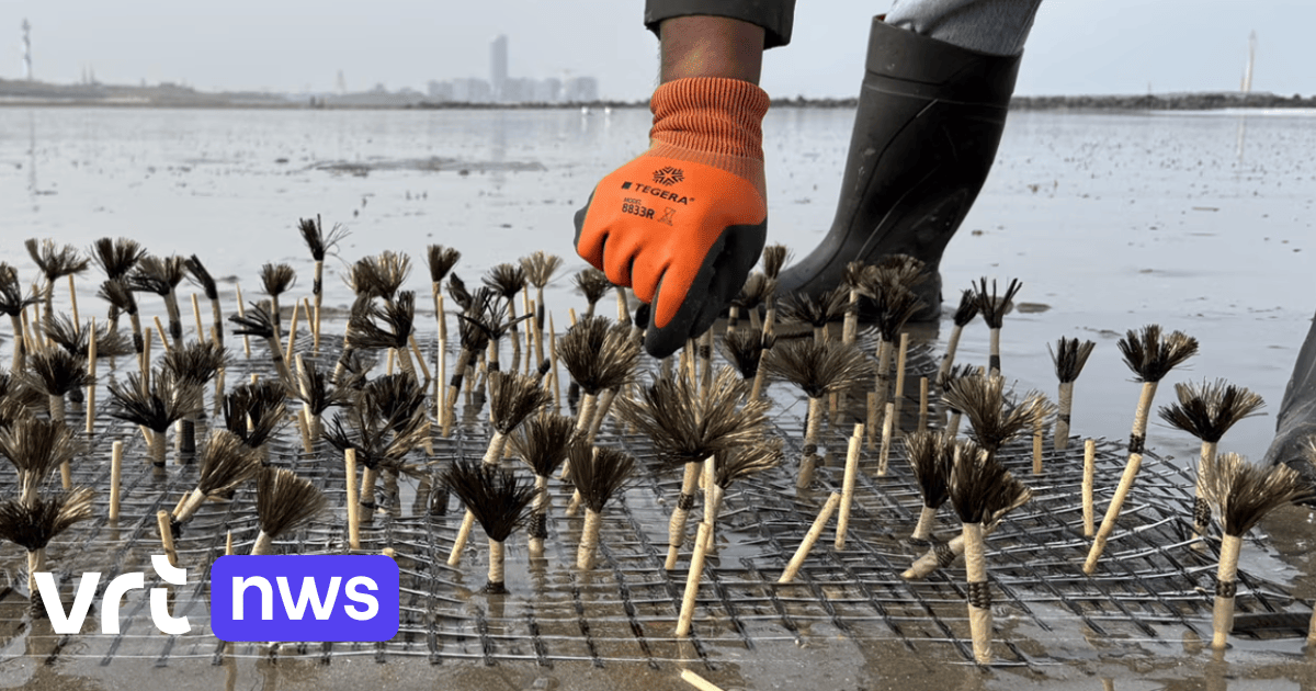 Des chercheurs testent les vers de sable pour protéger les plages belges de l'érosion