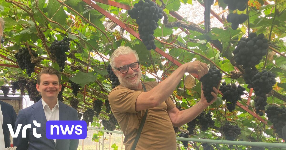 ‘Table grapes from Flemish Brabant are world-class’