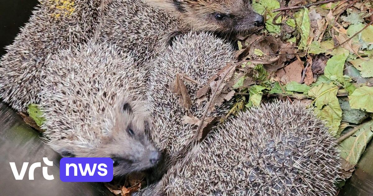 VOC Neteland in Herenthout vangt meer dan 100 zieke egels op door droogte: 