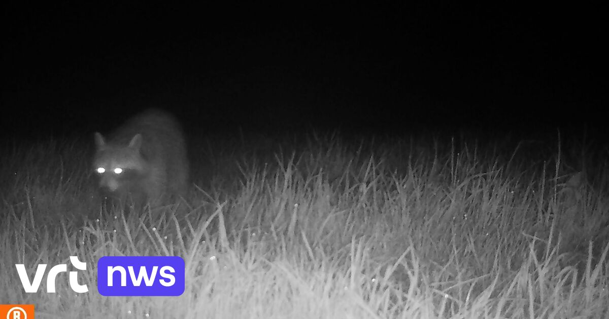 Wasbeer duikt op in Korbeek-Lo: 