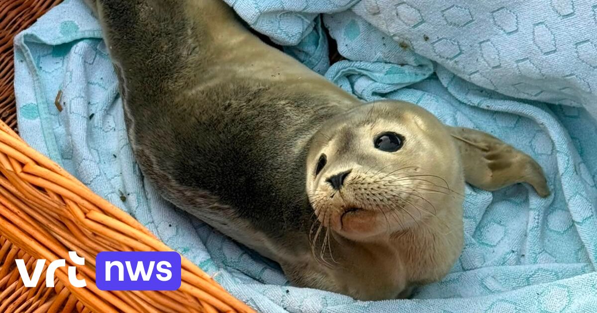 Seal pup caught in Vilvoorde after weeks-long journey up Brussels Scheldt Maritime Canal