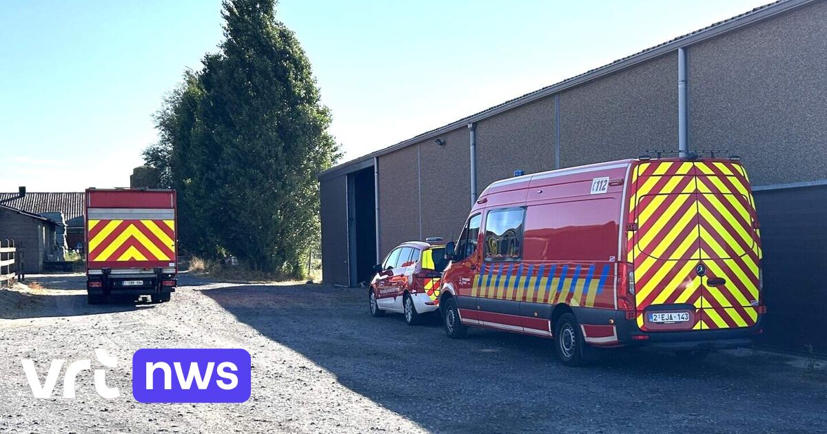 25 varkens zakken door stalvloer in Heestert, 2 dieren overleven de val niet
