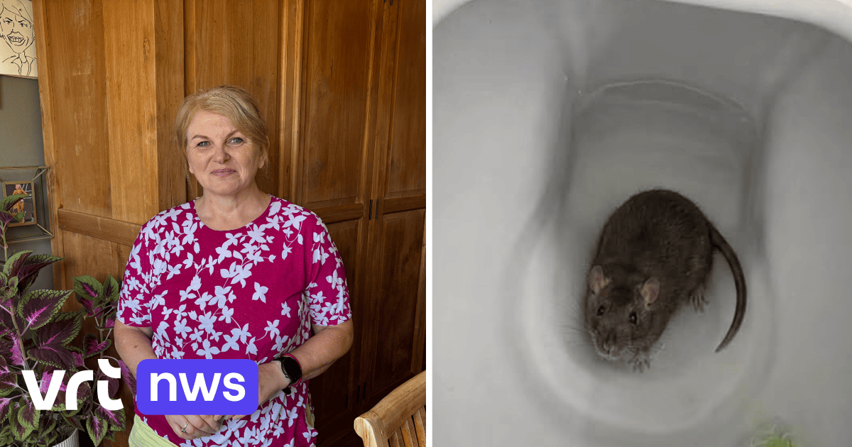 Eerst dook rat op in toilet, nu zitten ze overal: Ewa uit Turnhout ten einde raad door rattenplaag in huis