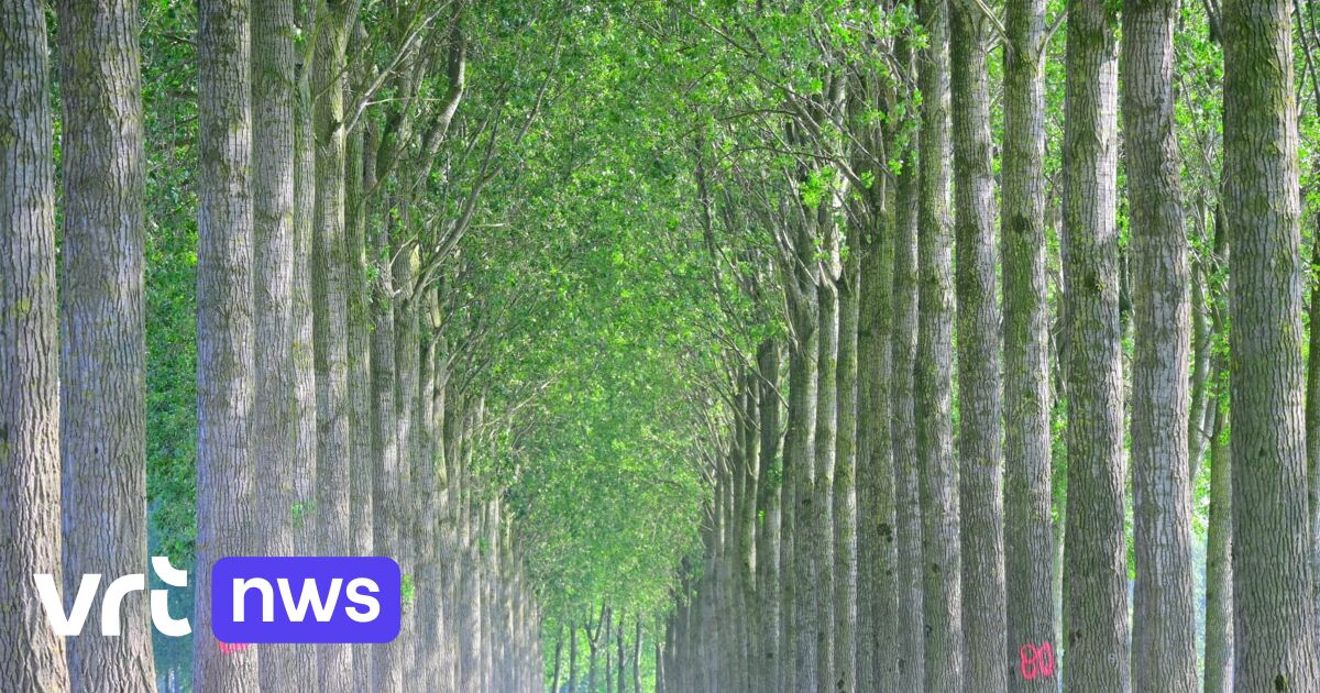 Buurtbewoners in de Klinge verzetten zich tegen kap van 213 populieren langs Rode Moerdijk: 