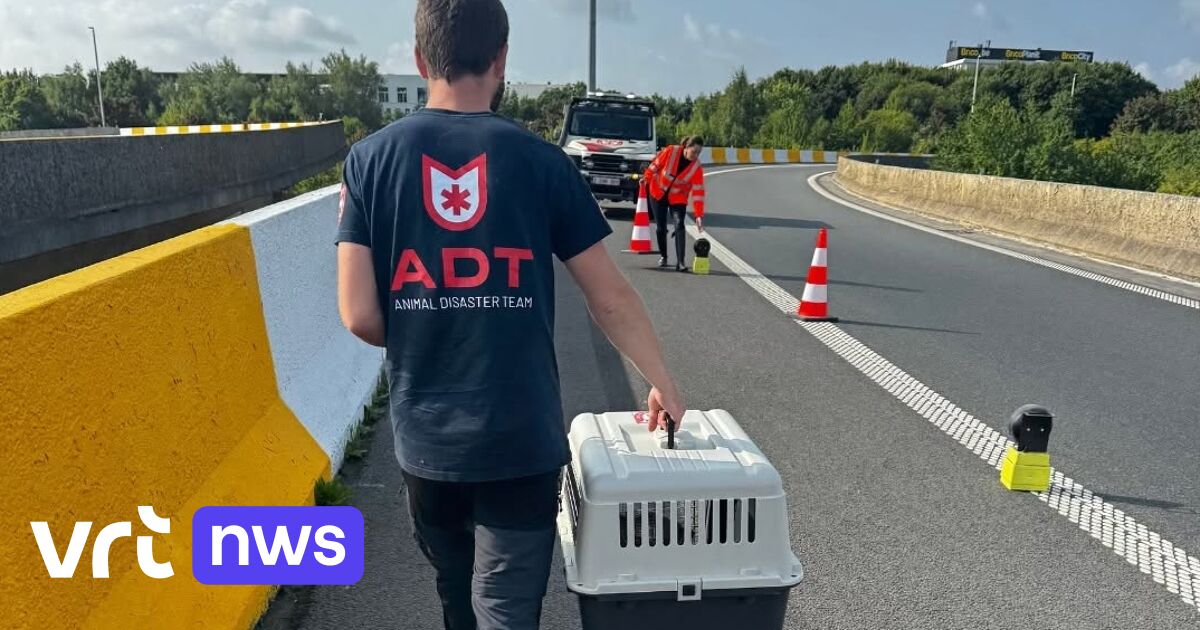 Zemst sluit akkoord met Animal Disaster Team: 