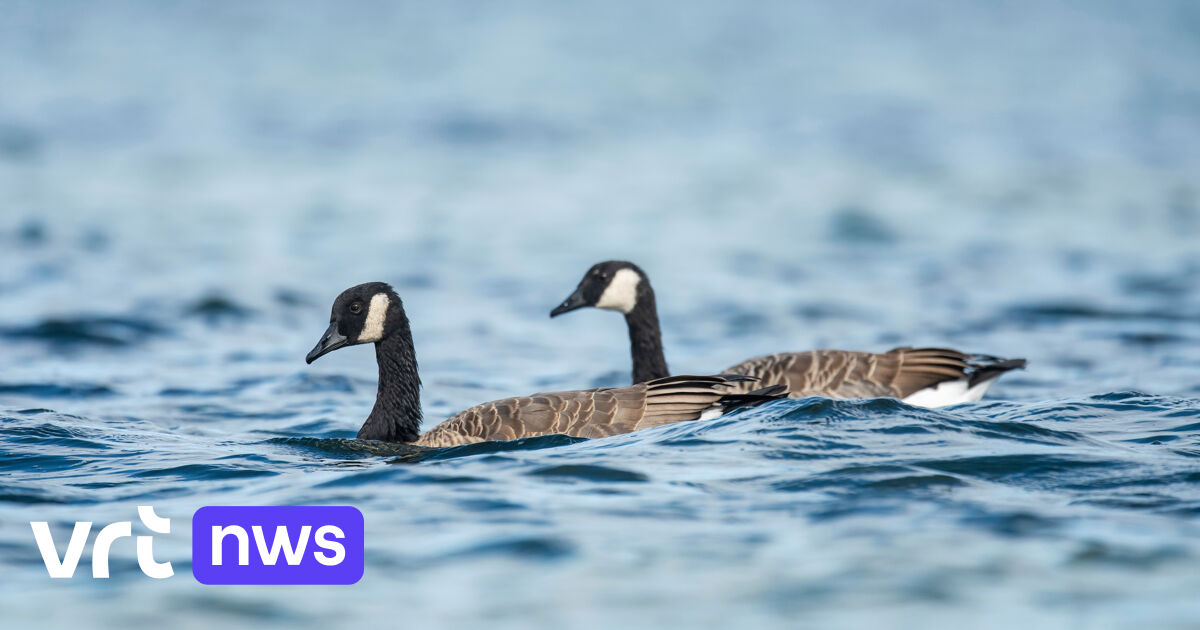 Vier onthoofd, 1 met plastic zak rond kop: Canadese ganzen moedwillig gedood en in Albertkanaal gego