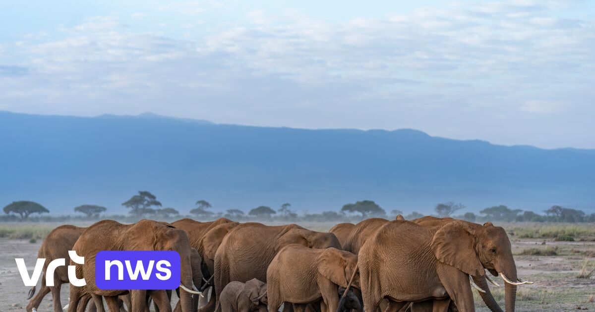 Cyanide in tomaten: 15 dode olifanten in Kenia waarschijnlijk door boeren vergiftigd