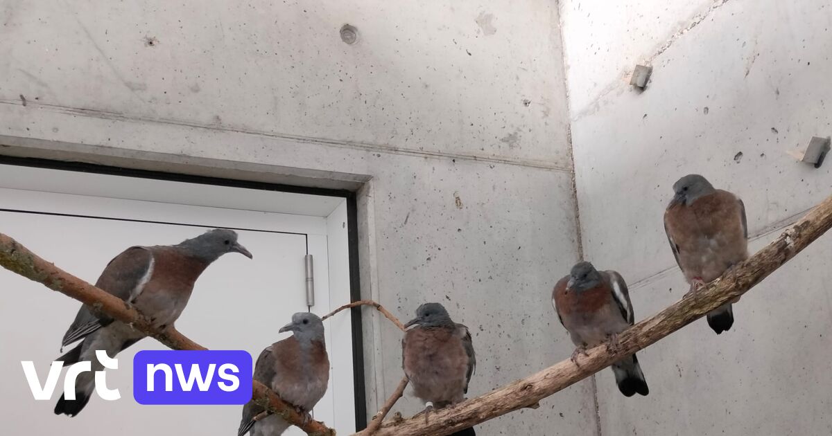 Droogte en hitte zorgen voor grote drukte in Vogelopvangcentrum Oostende: 