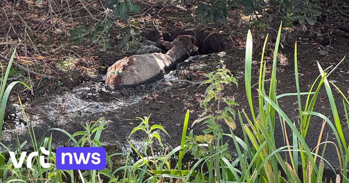 Brandweer redt lammetje uit modder van de IJzer in Stavele: 